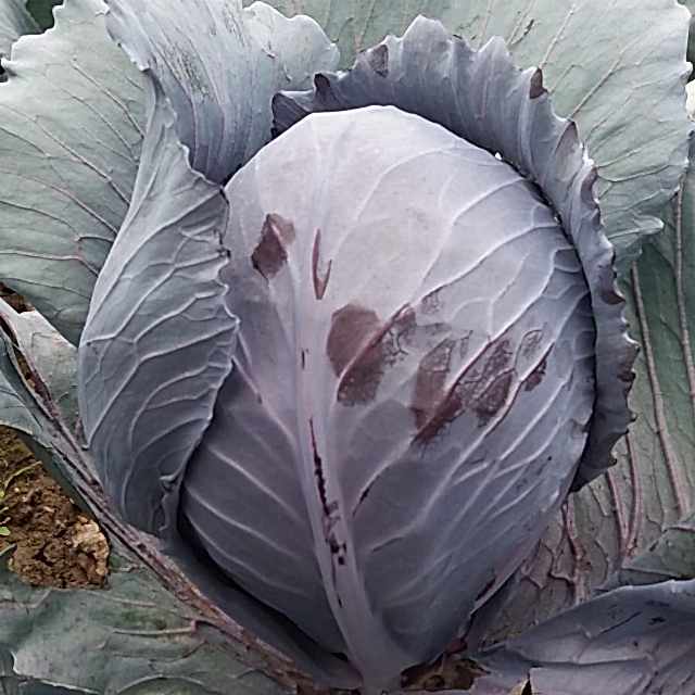 Kırmızı Lahana