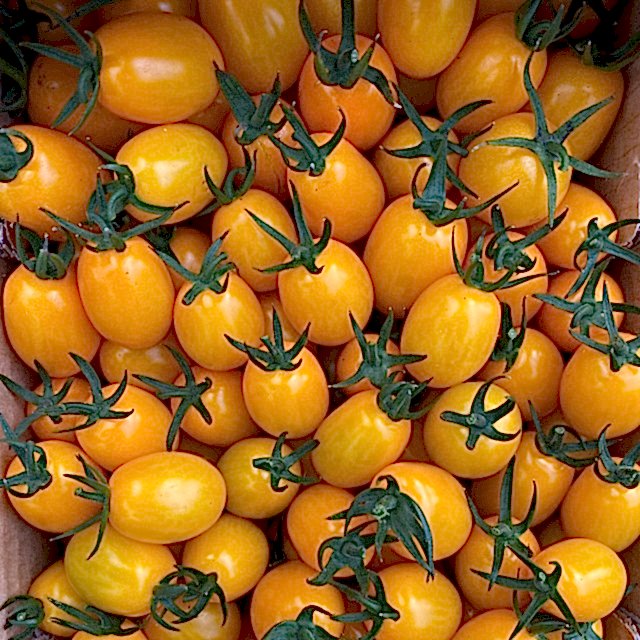 TT14 F1 Sarı Plum Kokteyl